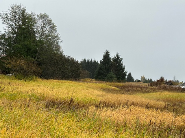 A silent field in Gustavus. A silent field in Gustavus.