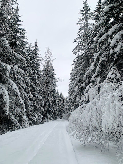 Snowy Gustavus road.