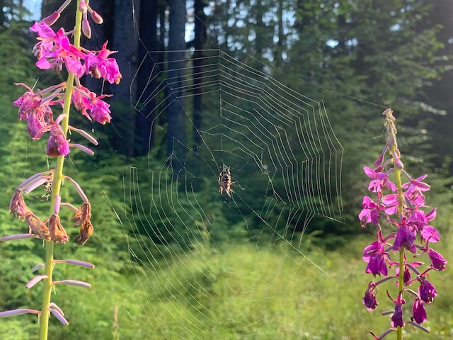Spider and web with fireweed anchors.