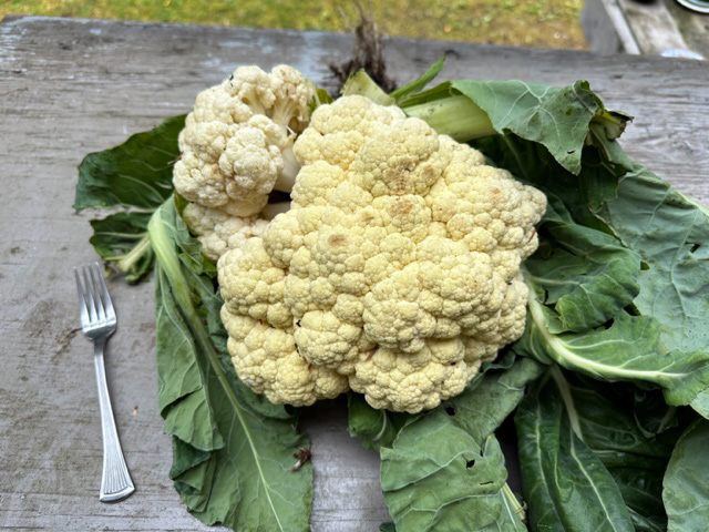 Cauliflower from the garden.