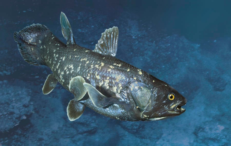 The coelacanth is considered to be the missing link between fish and tetrapods. In its environment, this two-meter fish is a beautiful irredescent blue.