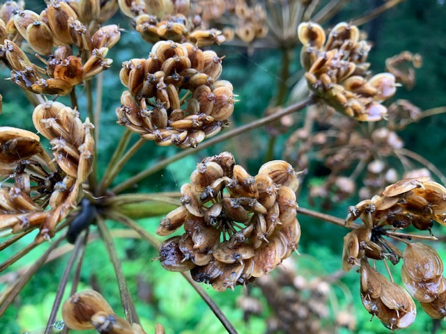Cow parsnip seedpods wait to fall, then wait till spring bring new cow parsnip buds.