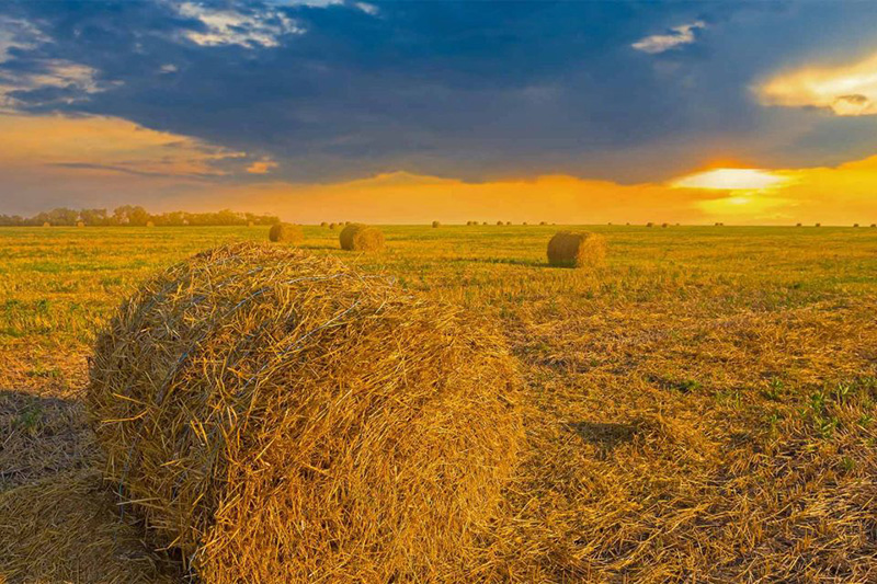 Rolls of hay lying in a field.