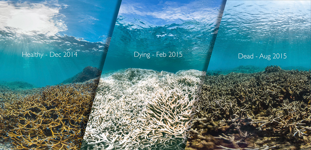 Left to right: Healthy → dying → dead in a span of nine months. Information from a Penn State University	student, the article doesn’t give the student’s name. Left to right: Healthy → dying → dead in a span of nine months. Information from a Penn State University	student, the article doesn’t give the student’s name.