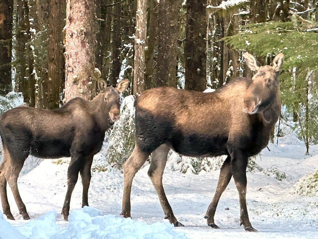 Two moose in my yard in January.