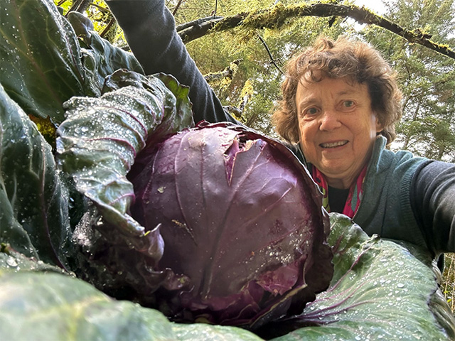 A 10-pound red cabbage from our garden fertilized with kelp.