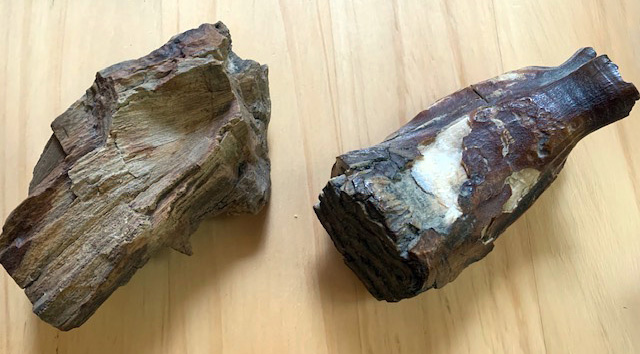 A different view of the petrified wood (left) and of the mastodon tooth (right).