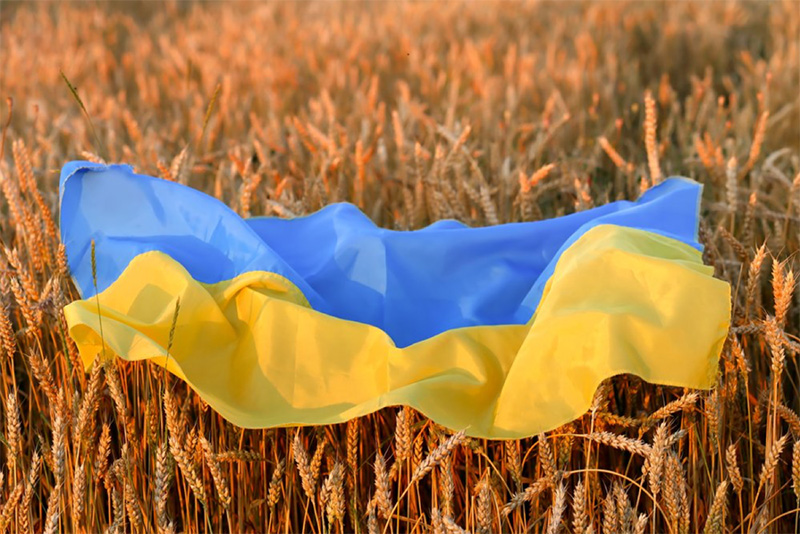 Ukranian flag in wheat field
